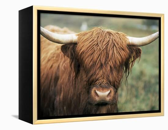 Highland Cow, Near Elgol, Isle of Skye, Highland Region, Scotland, United Kingdom-Neale Clarke-Framed Premier Image Canvas