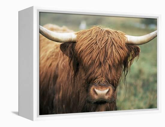 Highland Cow, Near Elgol, Isle of Skye, Highland Region, Scotland, United Kingdom-Neale Clarke-Framed Premier Image Canvas