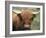 Highland Cow, Near Elgol, Isle of Skye, Highland Region, Scotland, United Kingdom-Neale Clarke-Framed Photographic Print