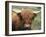 Highland Cow, Near Elgol, Isle of Skye, Highland Region, Scotland, United Kingdom-Neale Clarke-Framed Photographic Print