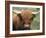 Highland Cow, Near Elgol, Isle of Skye, Highland Region, Scotland, United Kingdom-Neale Clarke-Framed Photographic Print