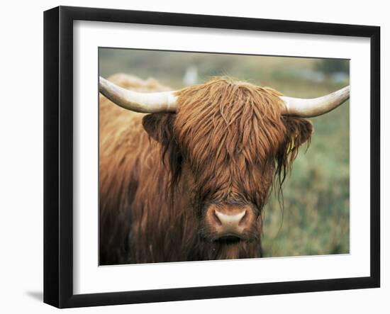 Highland Cow, Near Elgol, Isle of Skye, Highland Region, Scotland, United Kingdom-Neale Clarke-Framed Photographic Print