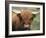 Highland Cow, Near Elgol, Isle of Skye, Highland Region, Scotland, United Kingdom-Neale Clarke-Framed Photographic Print