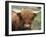 Highland Cow, Near Elgol, Isle of Skye, Highland Region, Scotland, United Kingdom-Neale Clarke-Framed Photographic Print