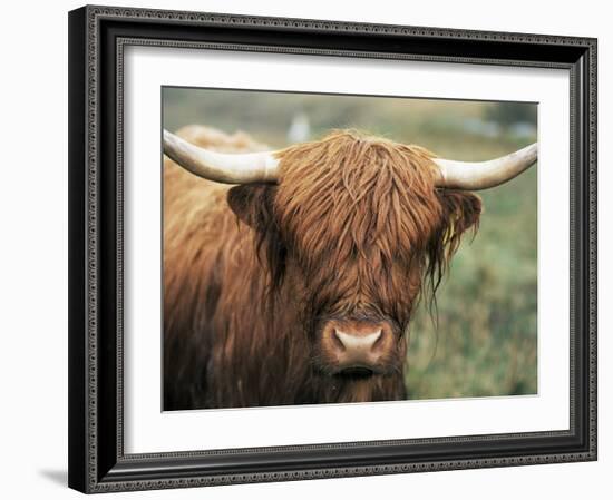 Highland Cow, Near Elgol, Isle of Skye, Highland Region, Scotland, United Kingdom-Neale Clarke-Framed Photographic Print