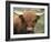 Highland Cow, Near Elgol, Isle of Skye, Highland Region, Scotland, United Kingdom-Neale Clarke-Framed Photographic Print