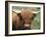 Highland Cow, Near Elgol, Isle of Skye, Highland Region, Scotland, United Kingdom-Neale Clarke-Framed Photographic Print