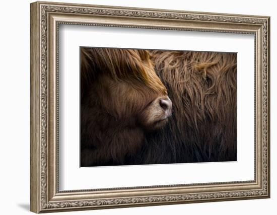 Highland cow near Shiel Bridge in the Scottish Highlands, Scotland, United Kingdom, Europe-Alex Treadway-Framed Photographic Print