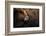 Highland cow near Shiel Bridge in the Scottish Highlands, Scotland, United Kingdom, Europe-Alex Treadway-Framed Photographic Print