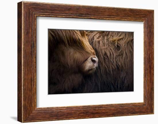 Highland cow near Shiel Bridge in the Scottish Highlands, Scotland, United Kingdom, Europe-Alex Treadway-Framed Photographic Print