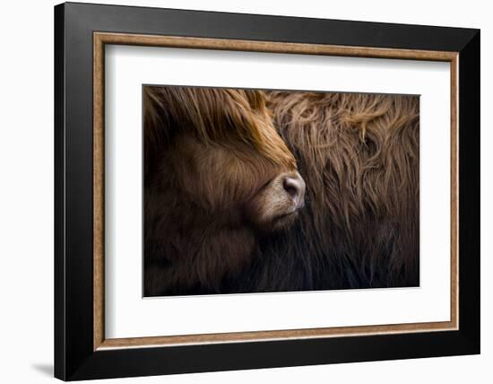 Highland cow near Shiel Bridge in the Scottish Highlands, Scotland, United Kingdom, Europe-Alex Treadway-Framed Photographic Print