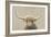 Highland Cow Neutral-James Wiens-Framed Art Print