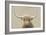 Highland Cow Neutral-James Wiens-Framed Art Print