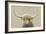 Highland Cow Neutral-James Wiens-Framed Art Print