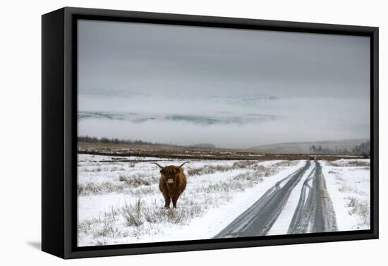 Highland Cow Next To Road Above Malham, Yorkshire, Winter-Graham Eaton-Framed Premier Image Canvas