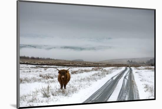 Highland Cow Next To Road Above Malham, Yorkshire, Winter-Graham Eaton-Mounted Photographic Print