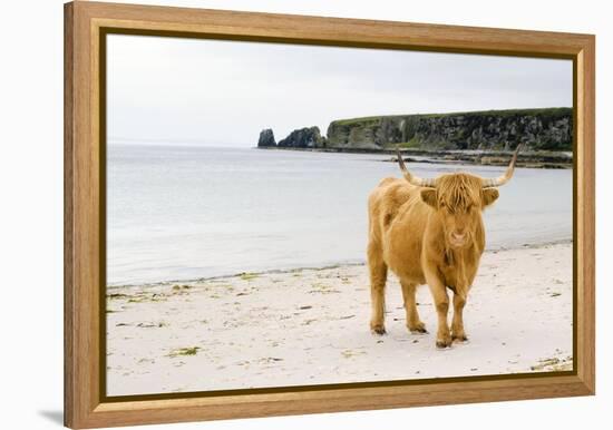 Highland Cow on a Beach-Duncan Shaw-Framed Premier Image Canvas