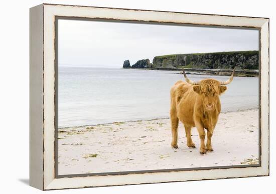 Highland Cow on a Beach-Duncan Shaw-Framed Premier Image Canvas