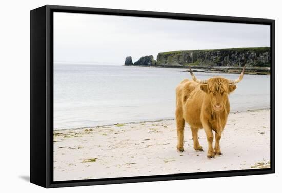 Highland Cow on a Beach-Duncan Shaw-Framed Premier Image Canvas