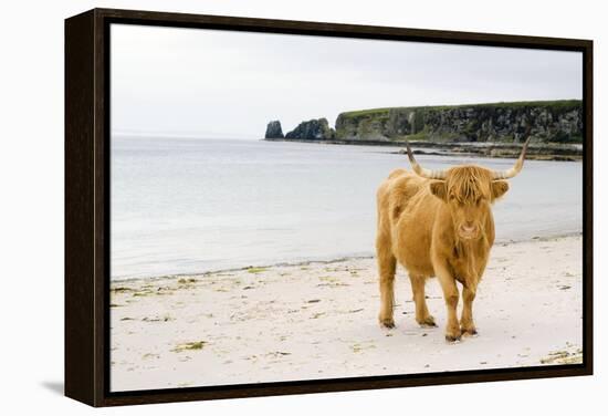 Highland Cow on a Beach-Duncan Shaw-Framed Premier Image Canvas