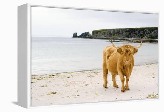 Highland Cow on a Beach-Duncan Shaw-Framed Premier Image Canvas