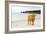 Highland Cow on a Beach-Duncan Shaw-Framed Photographic Print