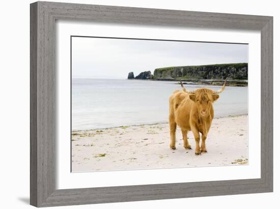 Highland Cow on a Beach-Duncan Shaw-Framed Photographic Print