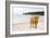 Highland Cow on a Beach-Duncan Shaw-Framed Photographic Print