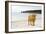 Highland Cow on a Beach-Duncan Shaw-Framed Photographic Print