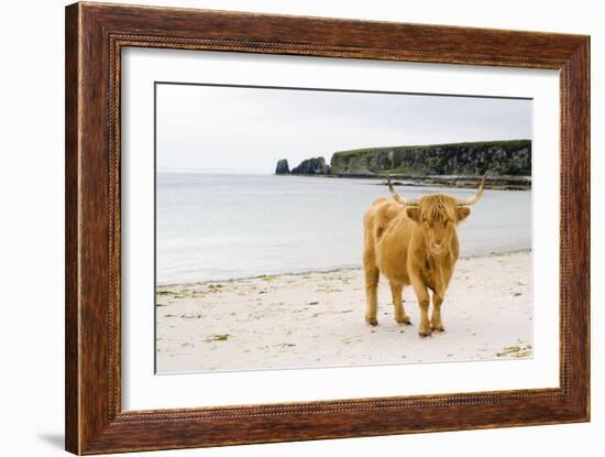 Highland Cow on a Beach-Duncan Shaw-Framed Photographic Print