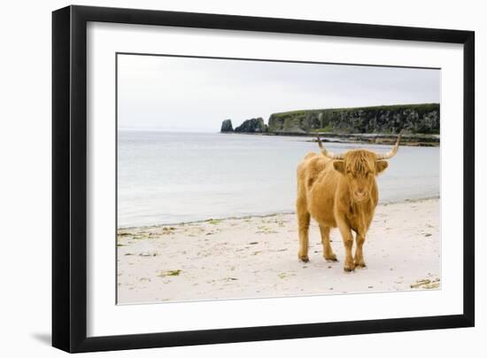 Highland Cow on a Beach-Duncan Shaw-Framed Photographic Print