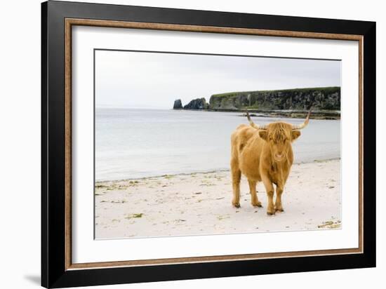 Highland Cow on a Beach-Duncan Shaw-Framed Photographic Print