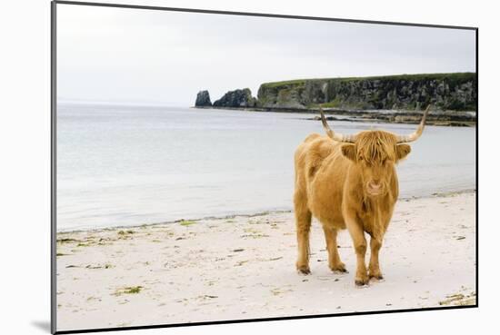 Highland Cow on a Beach-Duncan Shaw-Mounted Photographic Print