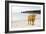 Highland Cow on a Beach-Duncan Shaw-Framed Photographic Print