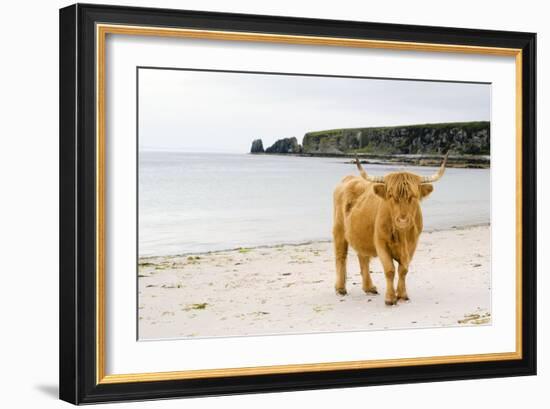 Highland Cow on a Beach-Duncan Shaw-Framed Photographic Print