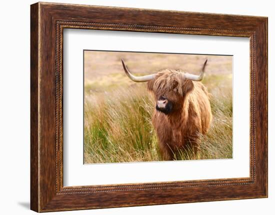 Highland cow, Scotland, United Kingdom, Europe-Karen Deakin-Framed Photographic Print