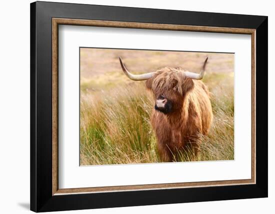 Highland cow, Scotland, United Kingdom, Europe-Karen Deakin-Framed Photographic Print