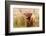 Highland cow, Scotland, United Kingdom, Europe-Karen Deakin-Framed Photographic Print