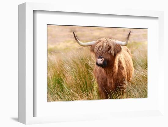 Highland cow, Scotland, United Kingdom, Europe-Karen Deakin-Framed Photographic Print