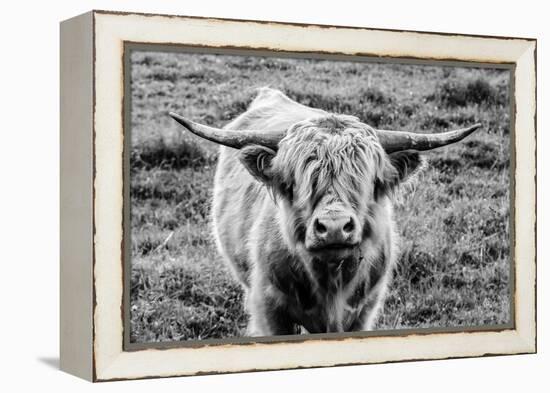 Highland Cow Staring Contest-Nathan Larson-Framed Premier Image Canvas