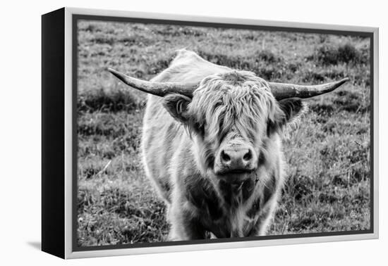 Highland Cow Staring Contest-Nathan Larson-Framed Premier Image Canvas