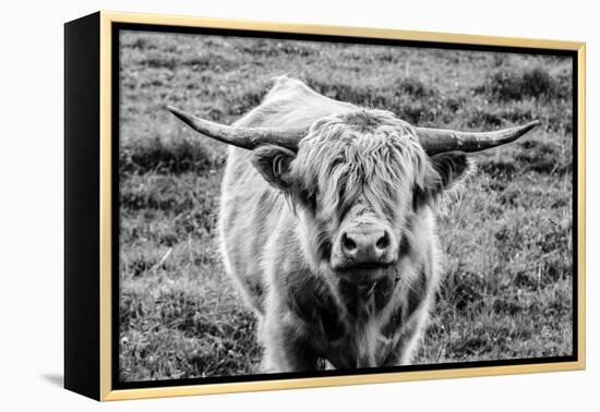 Highland Cow Staring Contest-Nathan Larson-Framed Premier Image Canvas