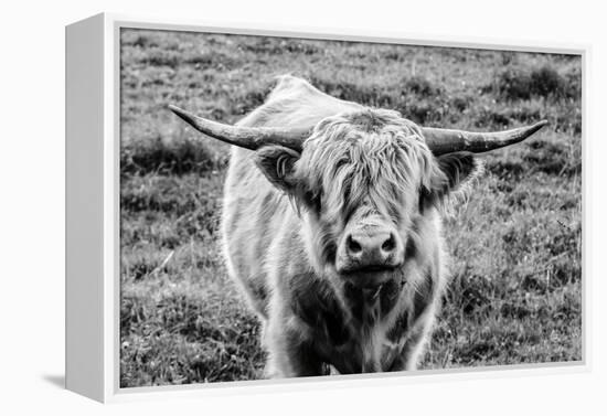 Highland Cow Staring Contest-Nathan Larson-Framed Premier Image Canvas