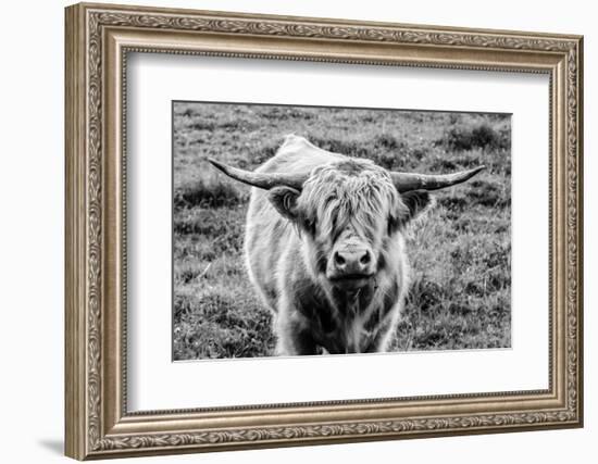 Highland Cow Staring Contest-Nathan Larson-Framed Photographic Print