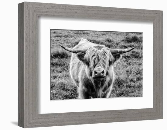 Highland Cow Staring Contest-Nathan Larson-Framed Photographic Print