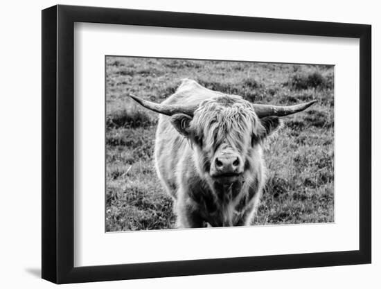 Highland Cow Staring Contest-Nathan Larson-Framed Photographic Print