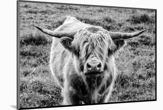 Highland Cow Staring Contest-Nathan Larson-Mounted Photographic Print
