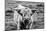 Highland Cow Staring Contest-Nathan Larson-Mounted Photographic Print