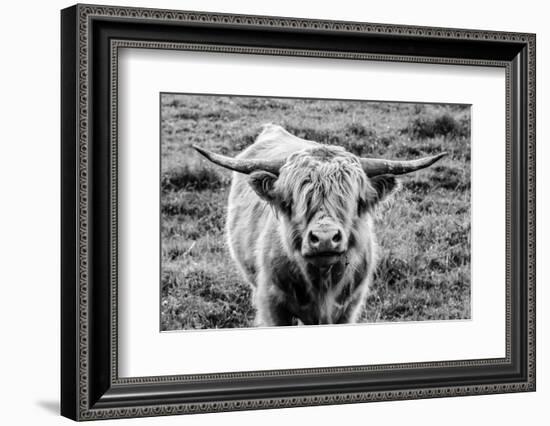 Highland Cow Staring Contest-Nathan Larson-Framed Photographic Print