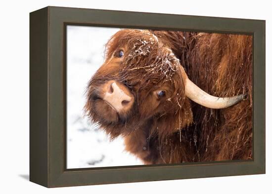 Highland cow under the snow, Valtellina, Lombardy-Francesco Bergamaschi-Framed Premier Image Canvas